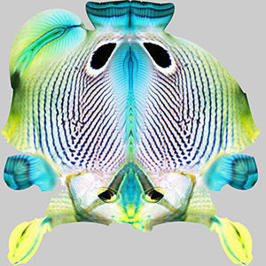 Foureye Butterfly Fish 3D model_9