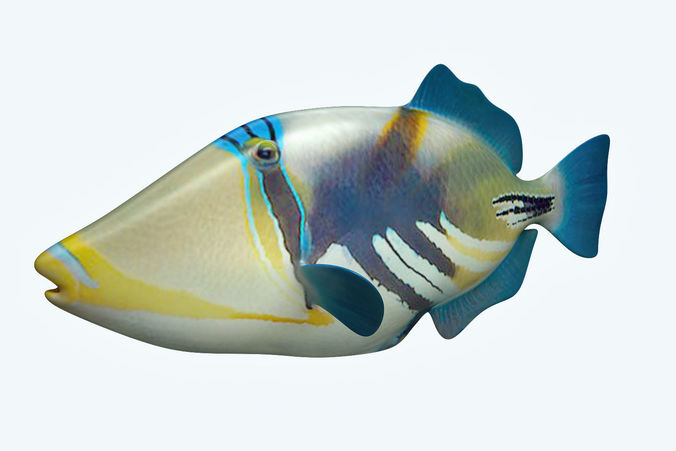 Trigerfish 2 tropical fish 3D model