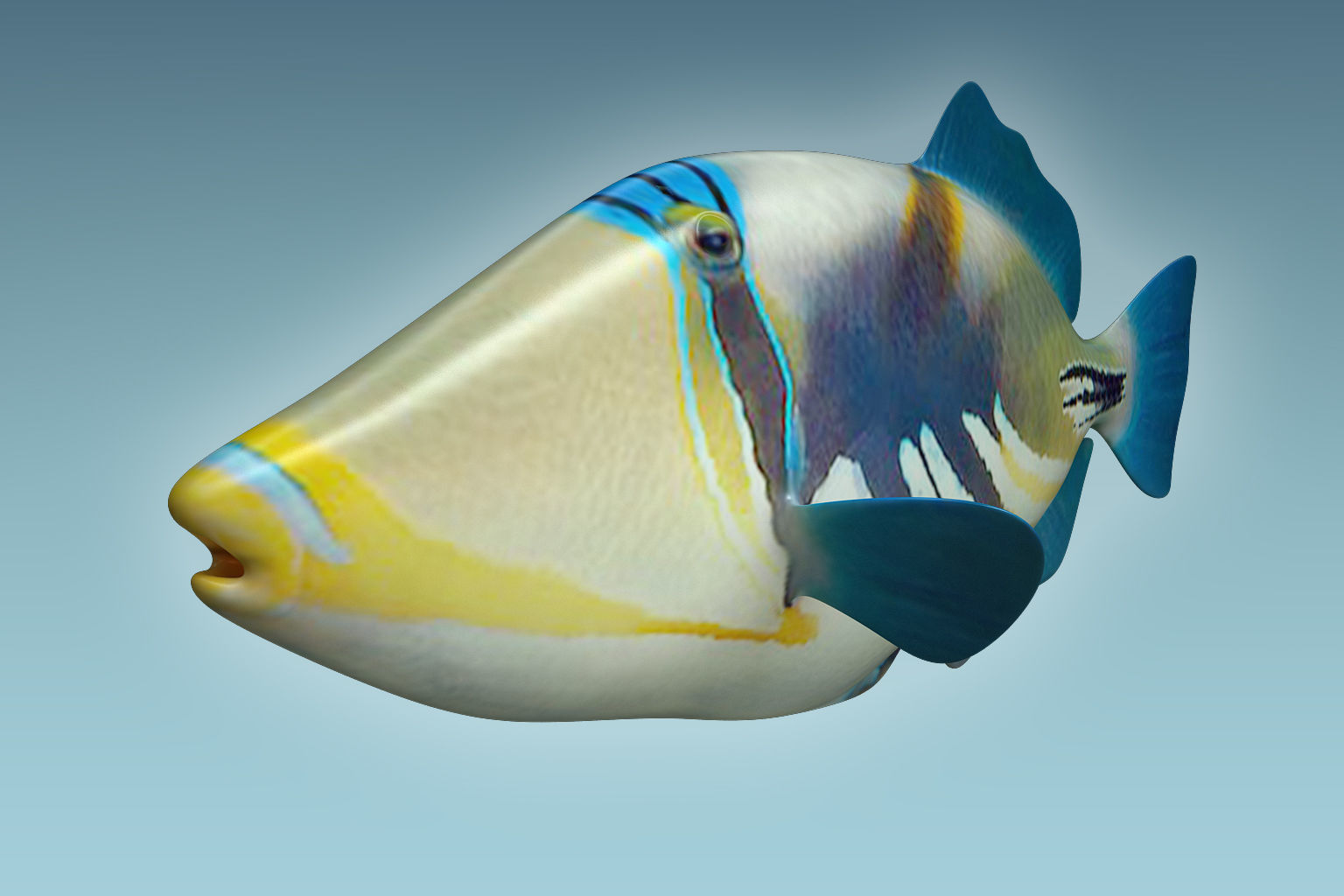 Trigerfish 2 tropical fish 3D model_4