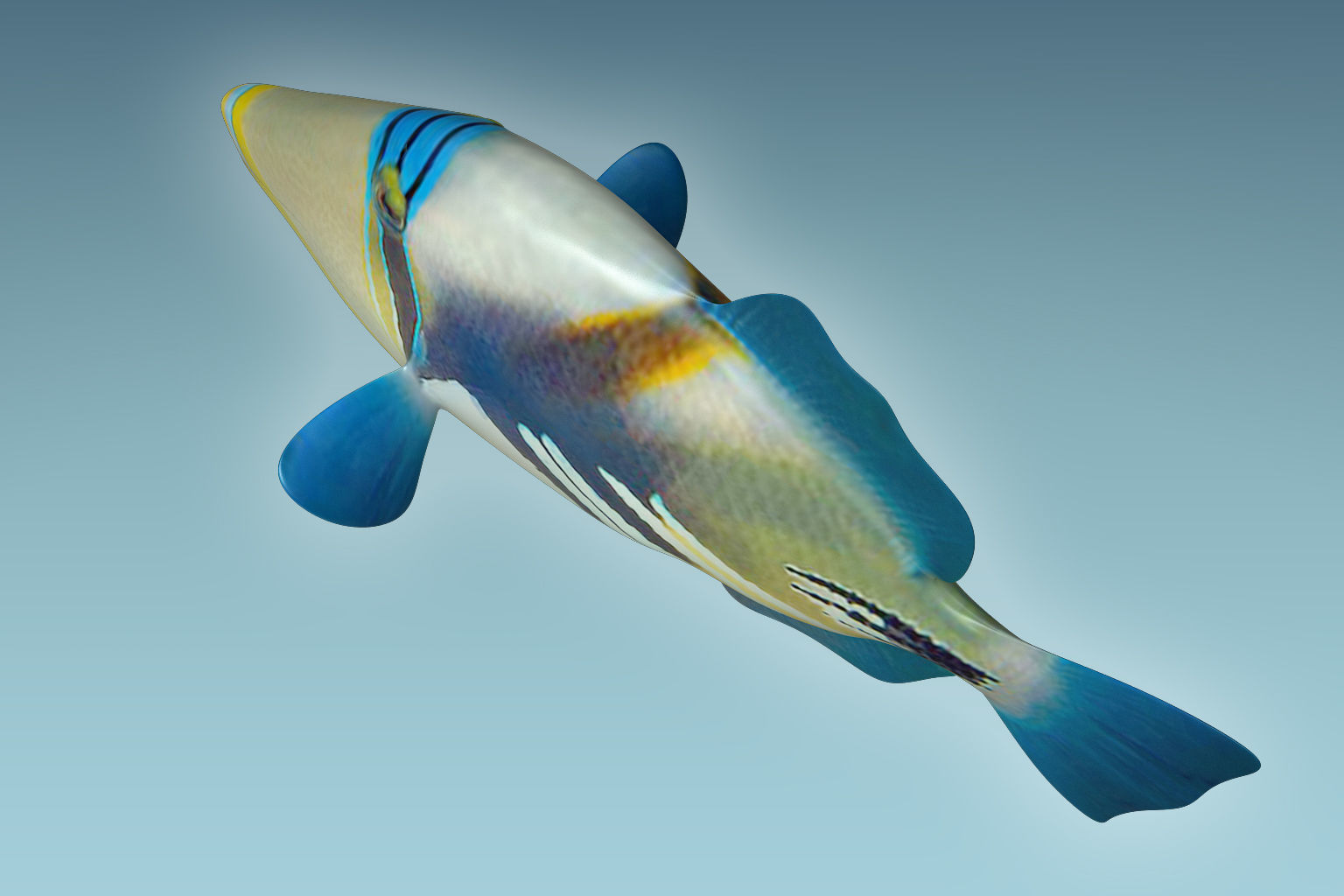 Trigerfish 2 tropical fish 3D model_5
