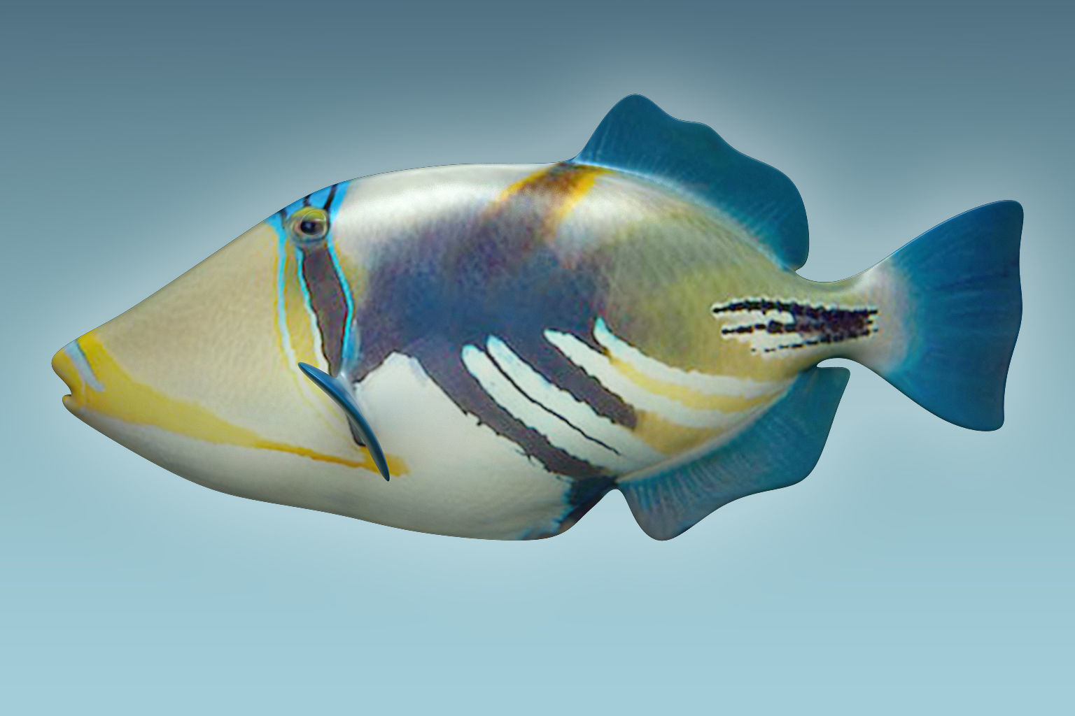 Trigerfish 2 tropical fish 3D model_1