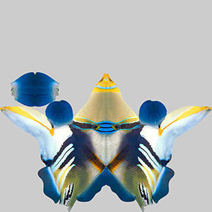Trigerfish 2 tropical fish 3D model_9