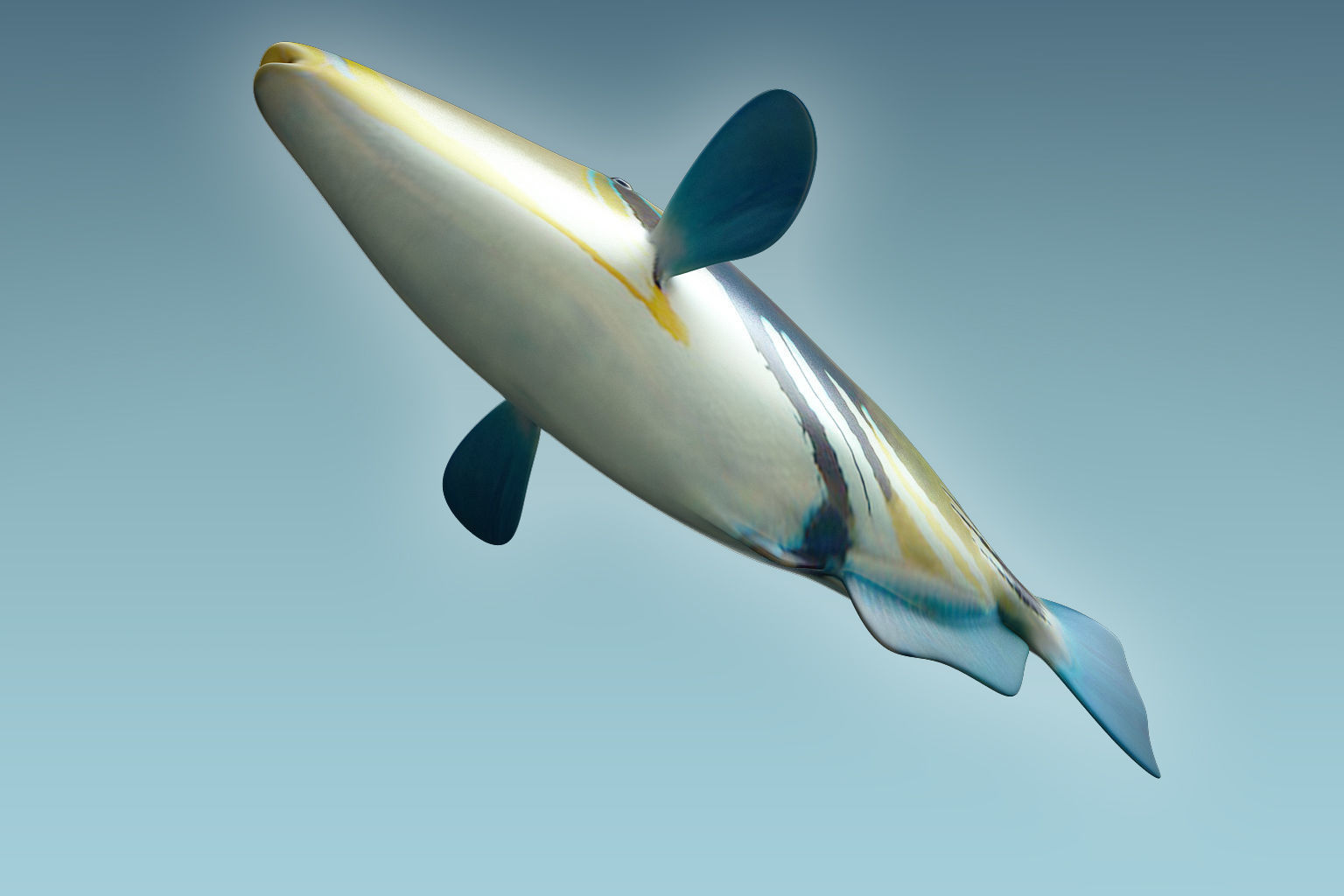 Trigerfish 2 tropical fish 3D model_6