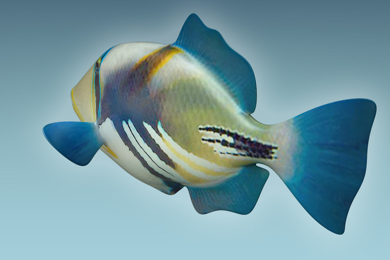 Trigerfish 2 tropical fish 3D model_3