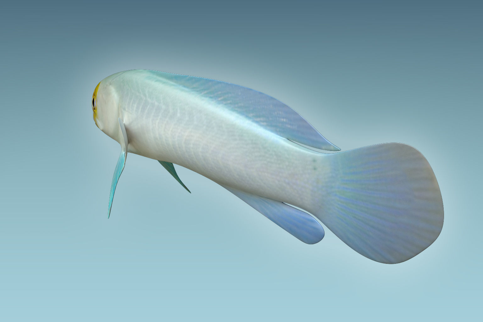Yellow Head Fish 3D model_3