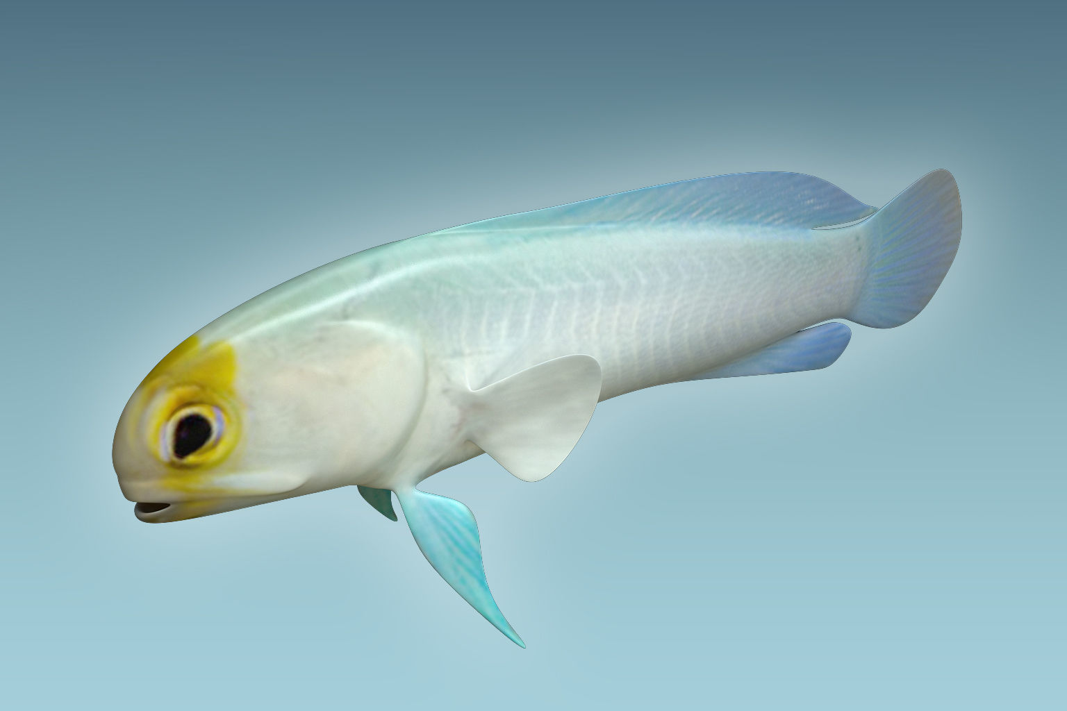 Yellow Head Fish 3D model_2