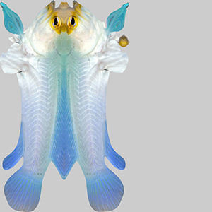 Yellow Head Fish 3D model_9