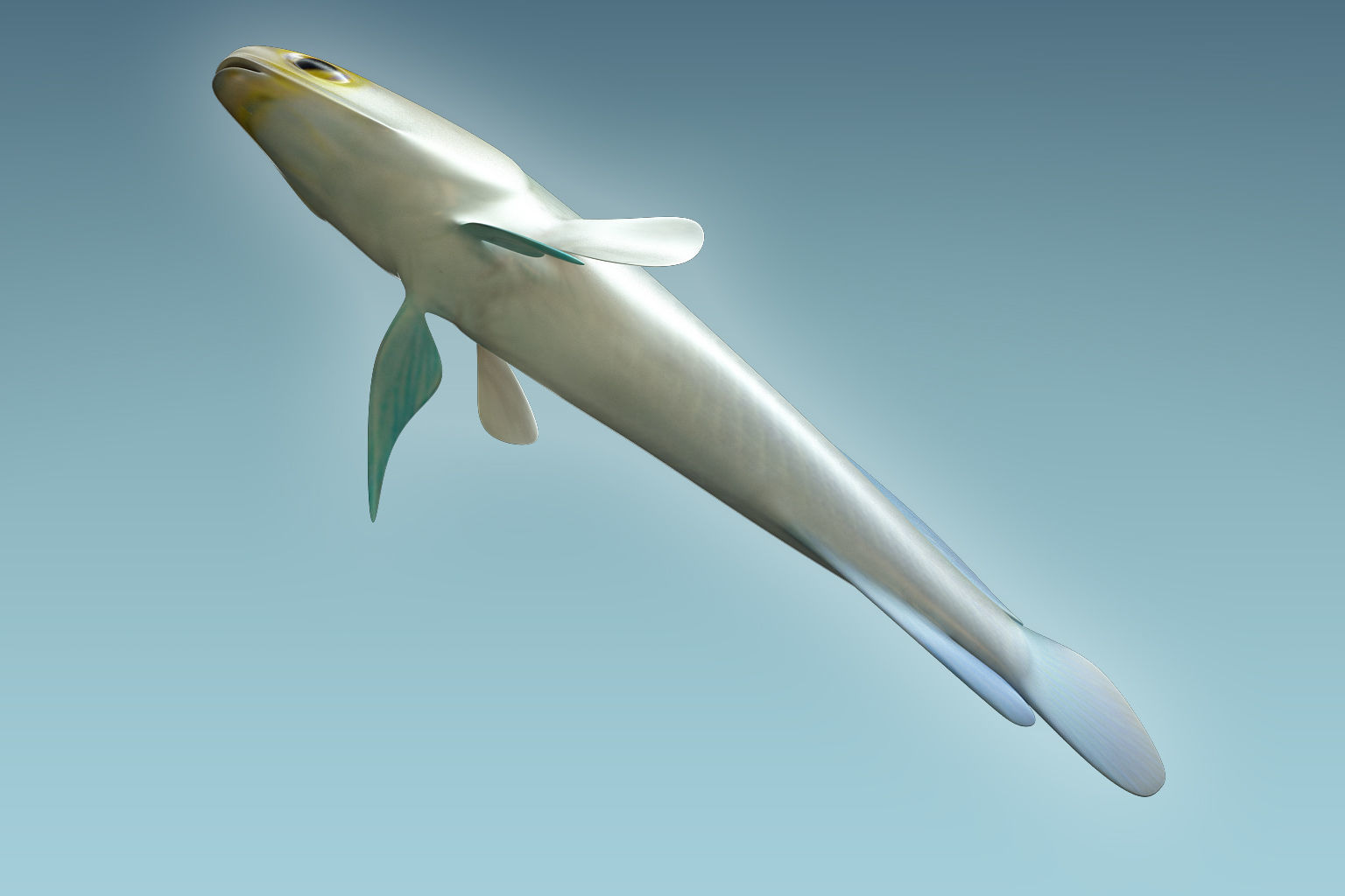 Yellow Head Fish 3D model_6