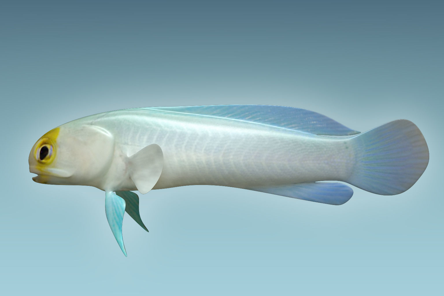 Yellow Head Fish 3D model_1