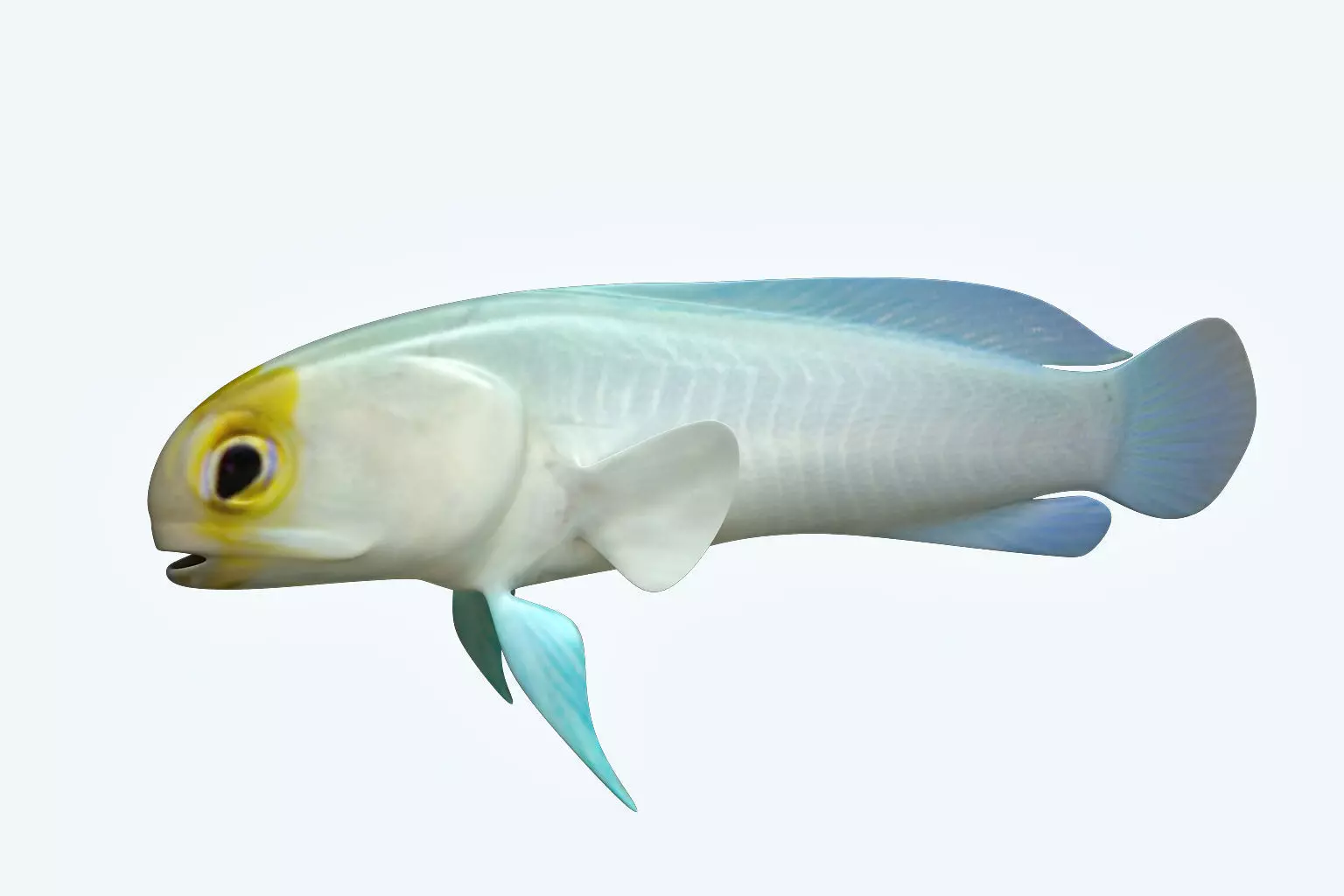 Yellow Head Fish 3D model_0