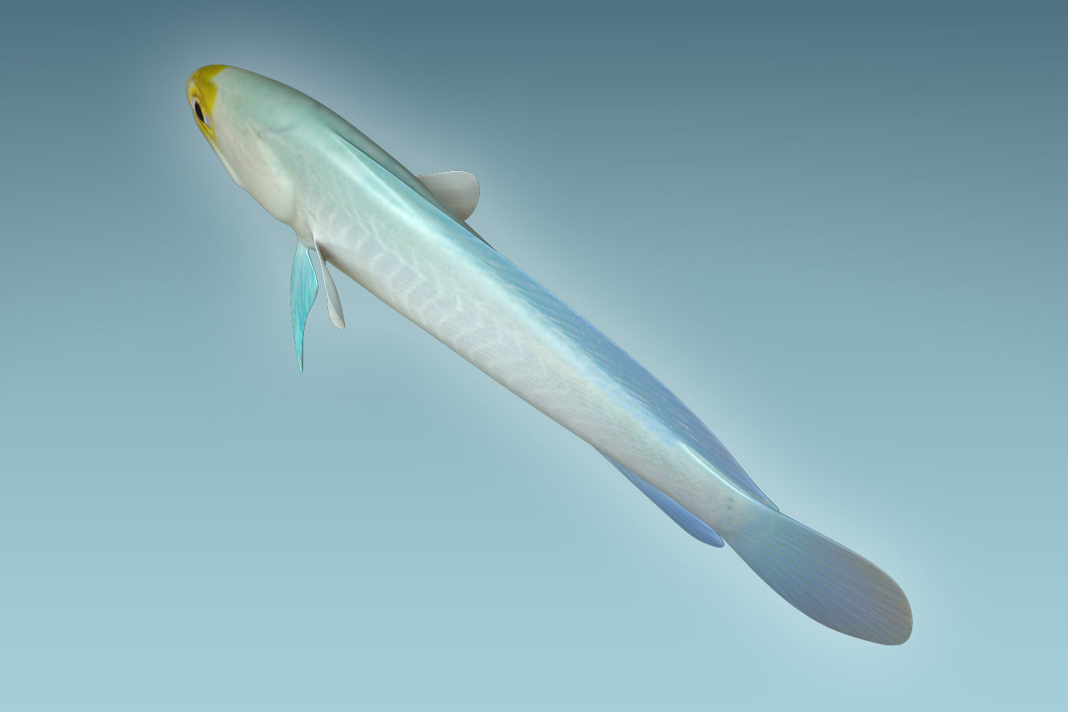 Yellow Head Fish 3D model_5