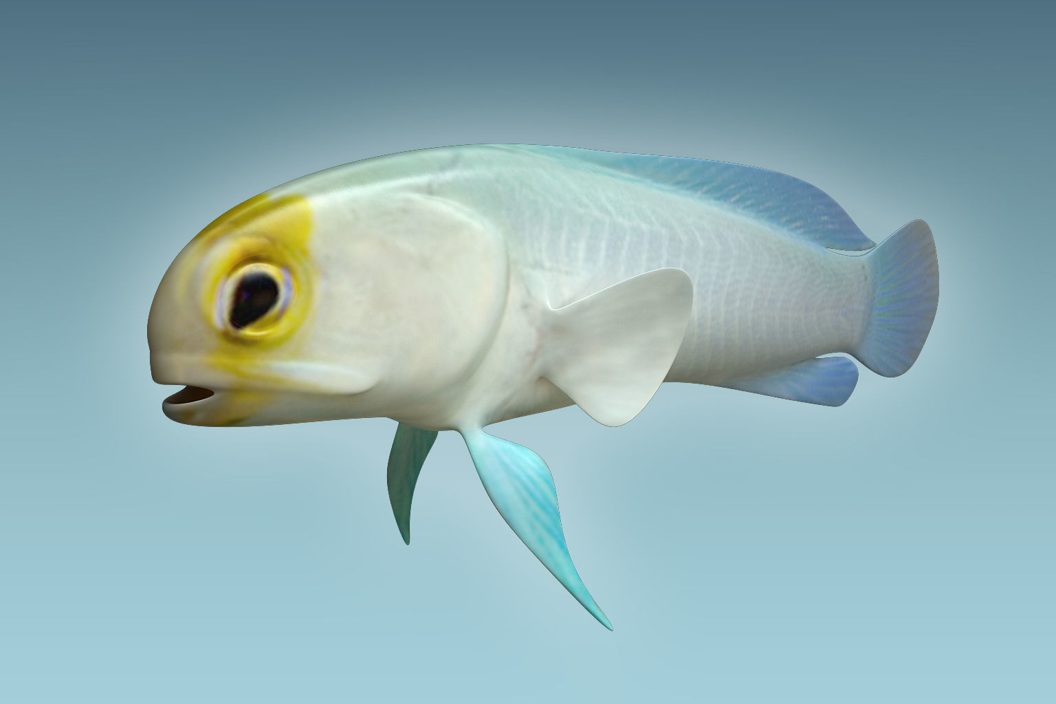 Yellow Head Fish 3D model_4
