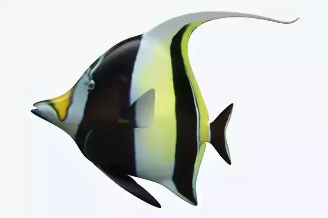 Manfish angel fish