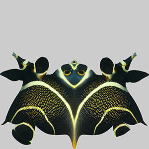 Anglefish 12 3D model_9