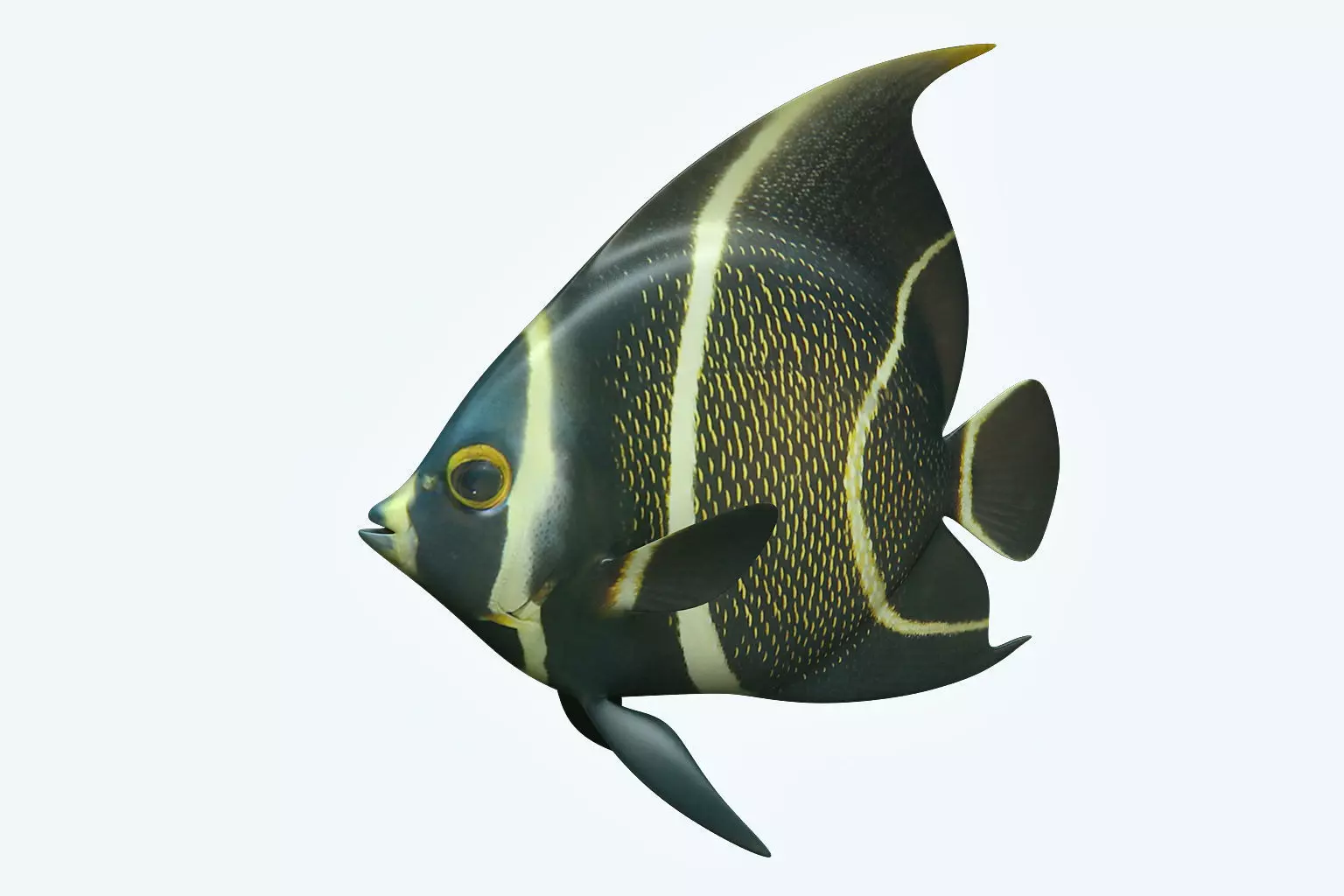 Anglefish 12 3D model_0