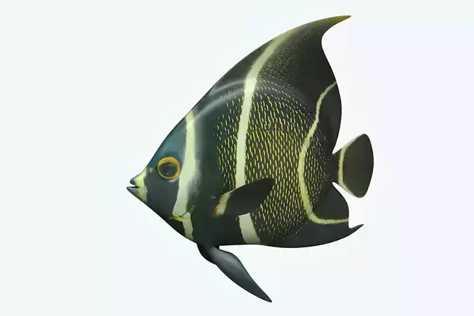 Anglefish 12