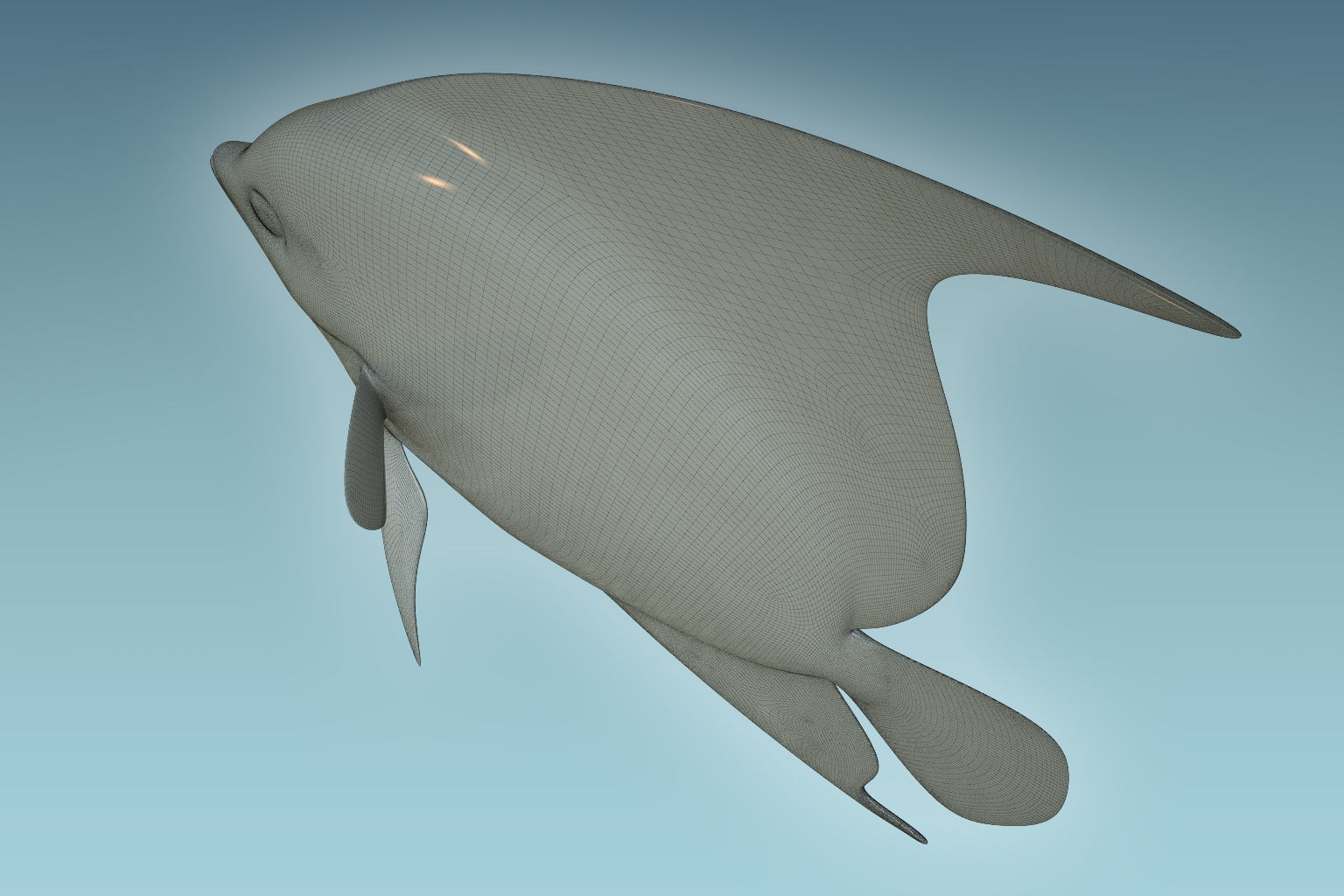 Anglefish 12 3D model_8