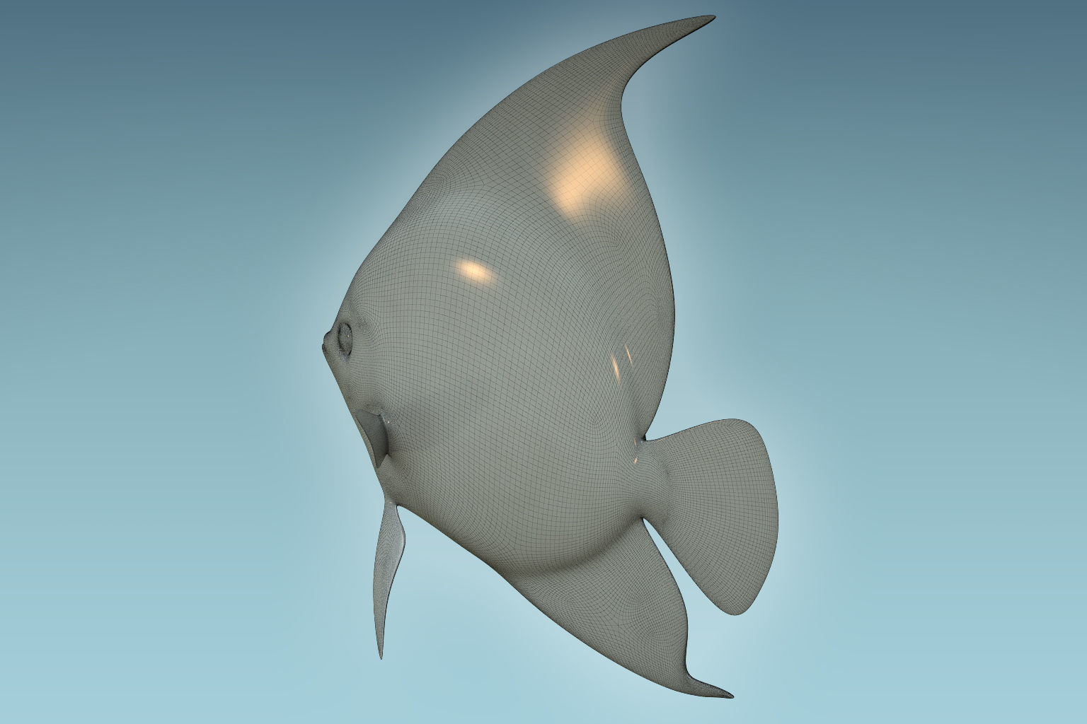 Anglefish 12 3D model_7