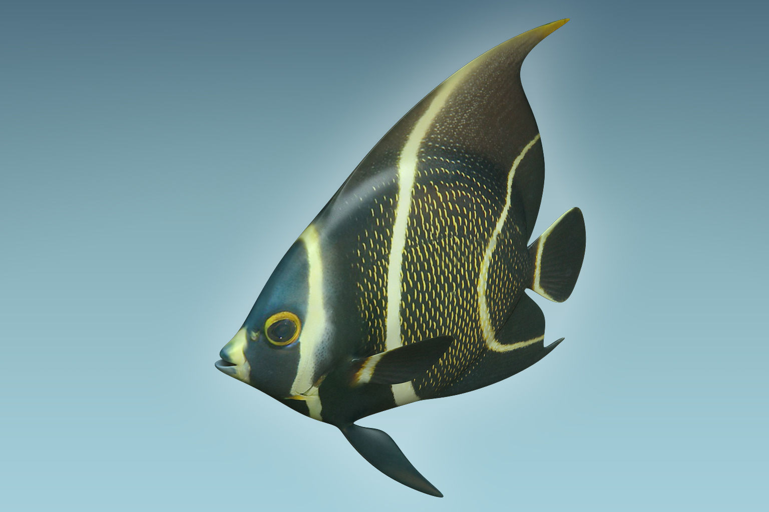 Anglefish 12 3D model_2