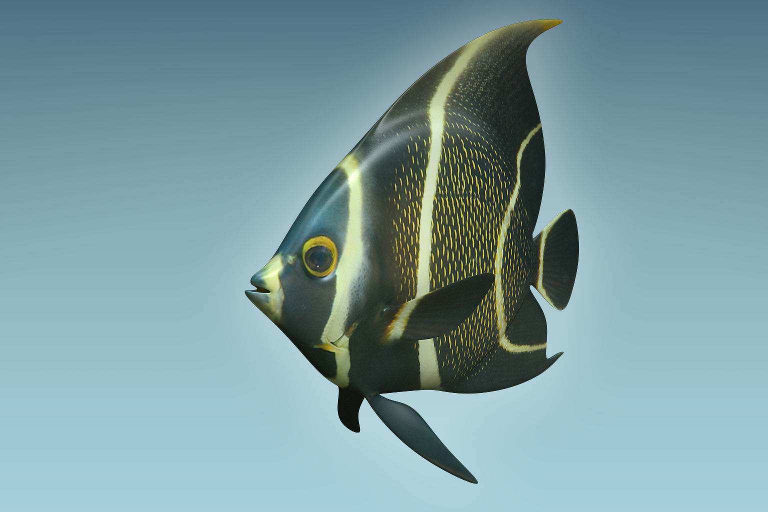 Anglefish 12 3D model_4