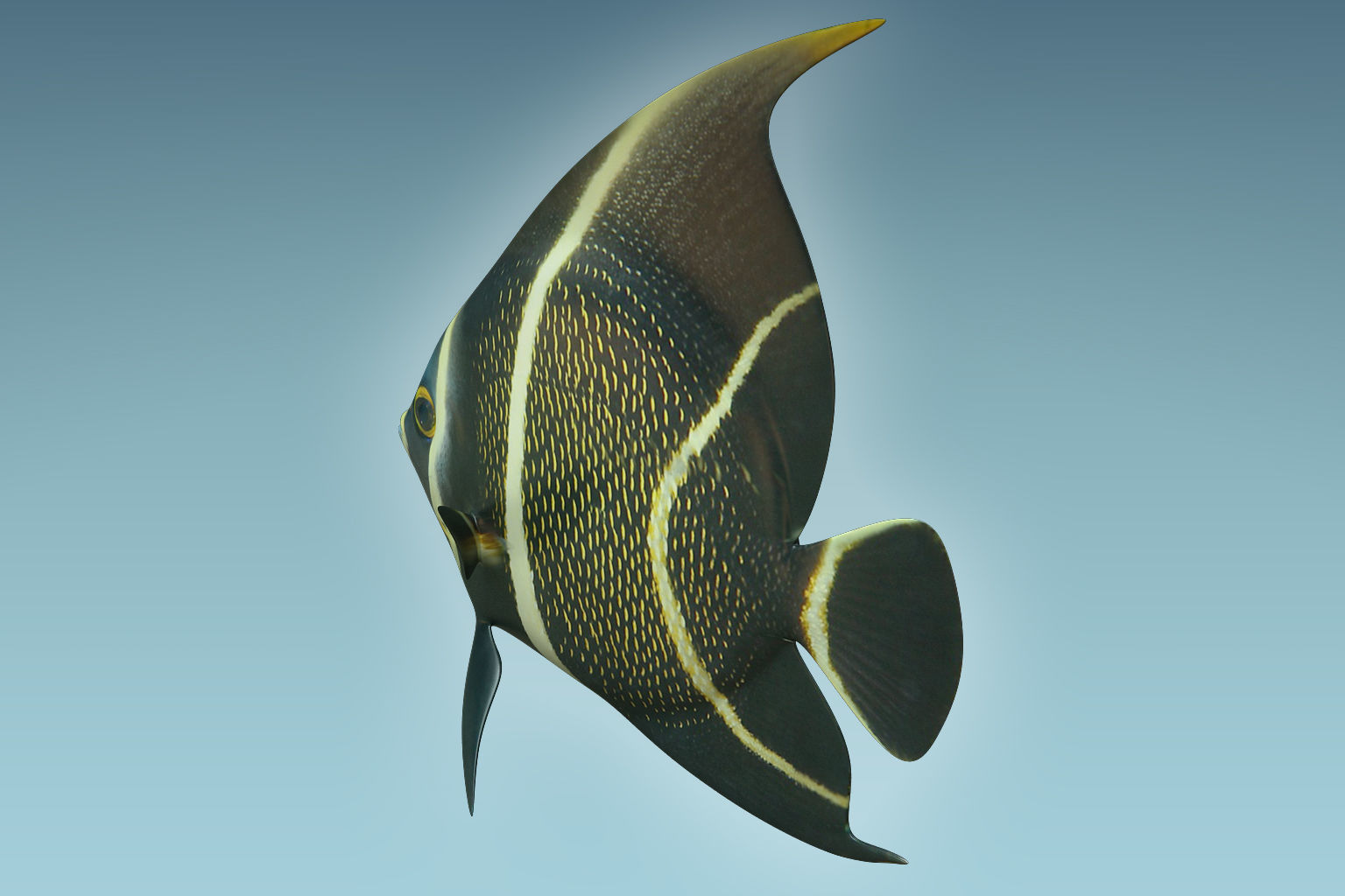 Anglefish 12 3D model_3