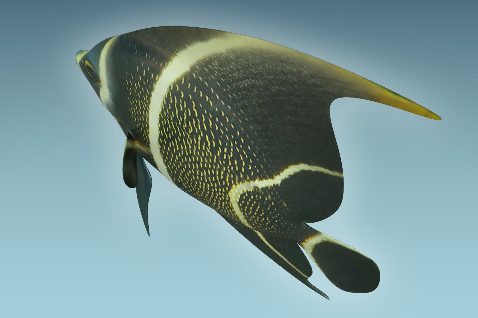Anglefish 12 3D model_5