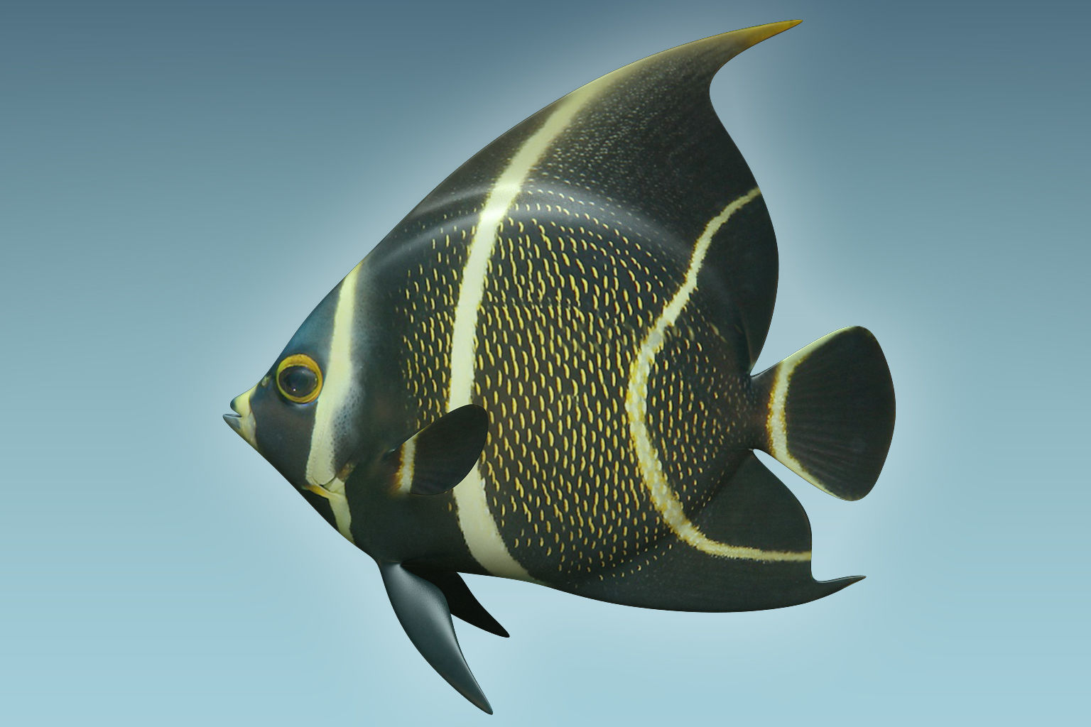 Anglefish 12 3D model_1