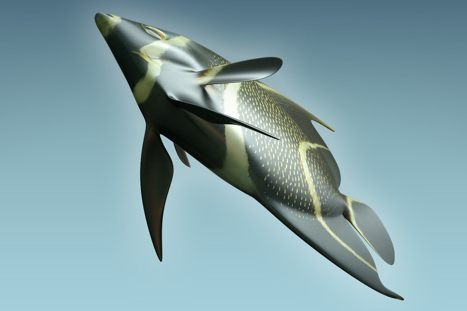 Anglefish 12 3D model_6