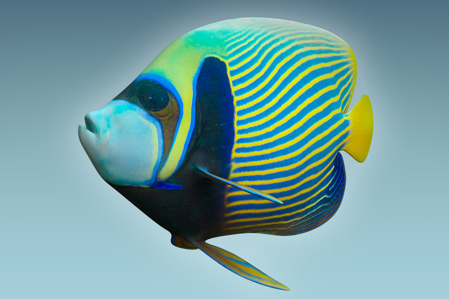 Anglefish 13 3D model_4