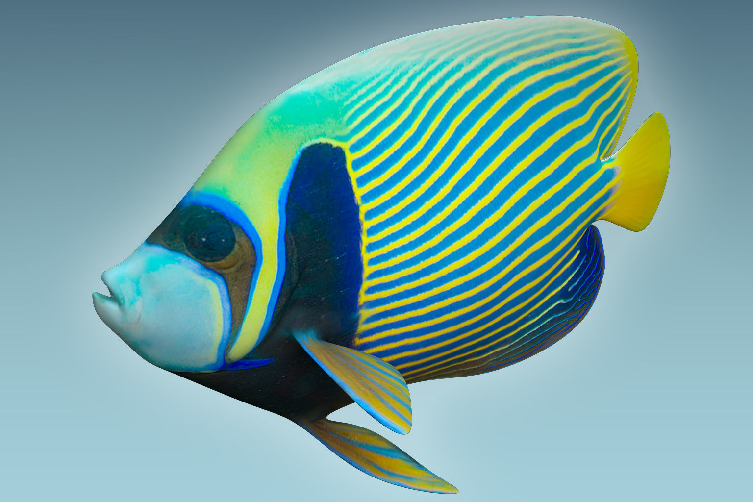 Anglefish 13 3D model_2