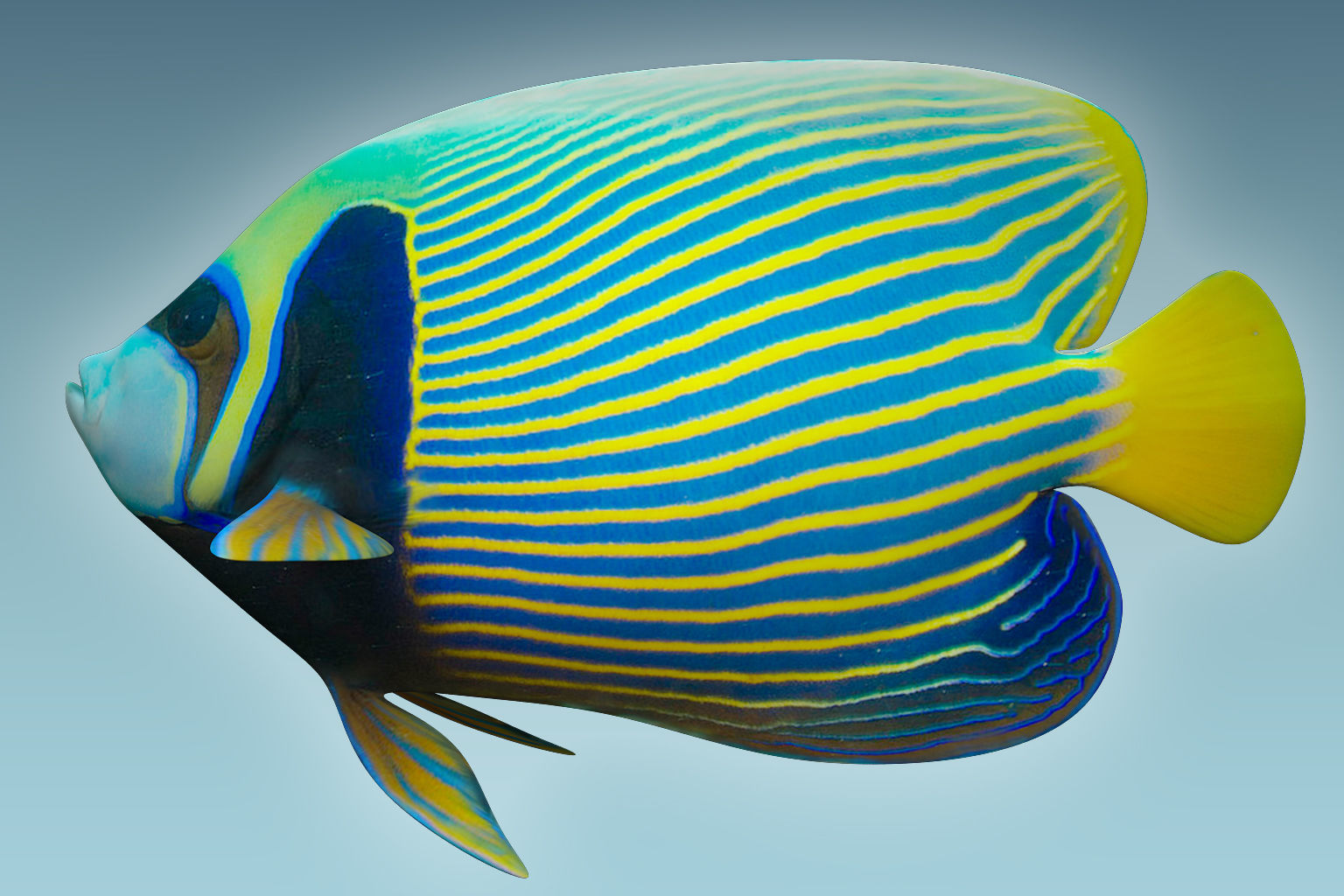 Anglefish 13 3D model_1