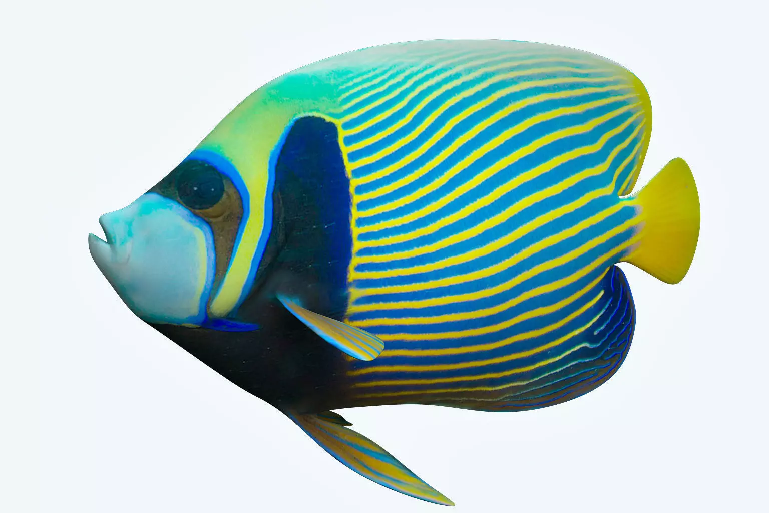 Anglefish 13 3D model_0