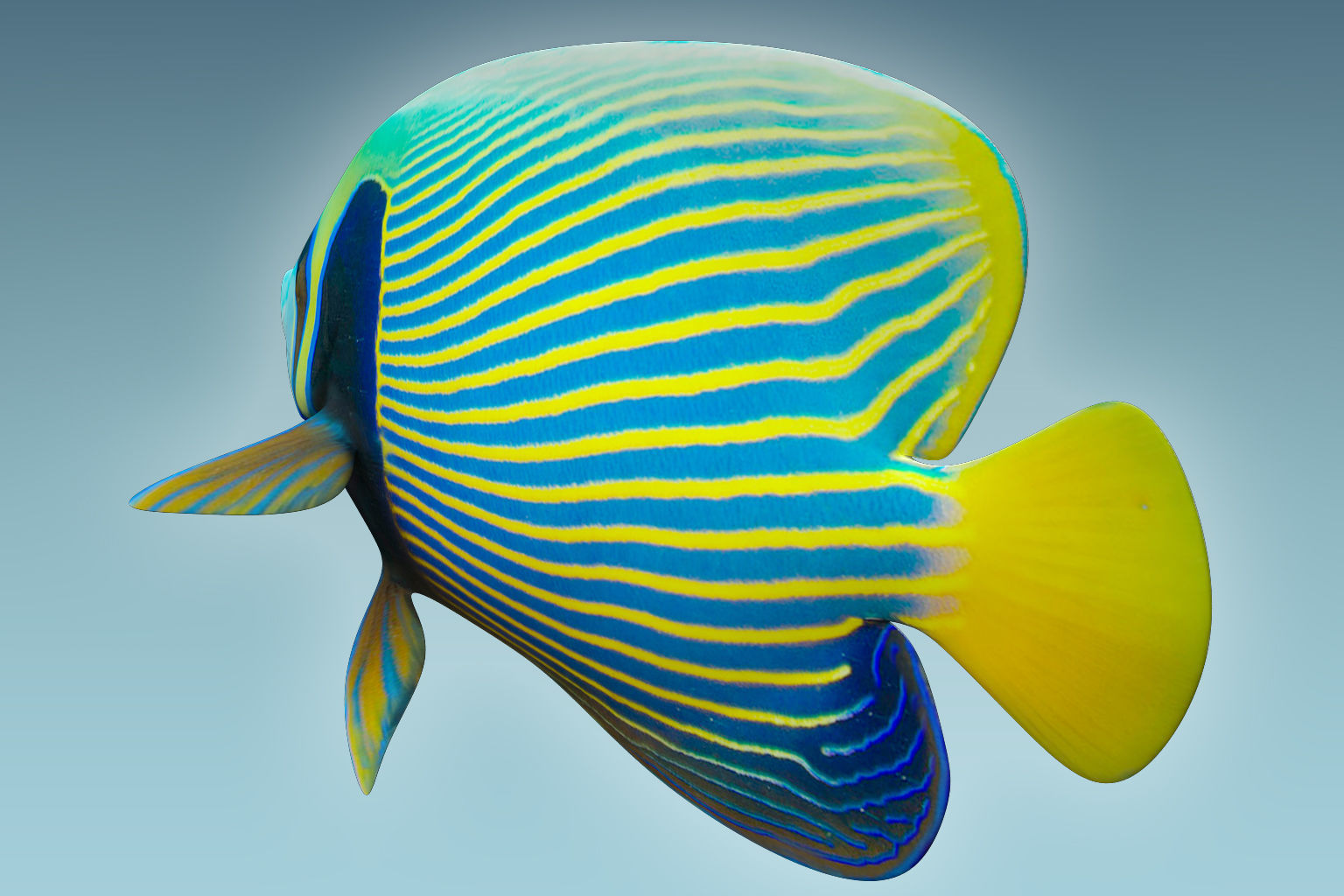 Anglefish 13 3D model_3