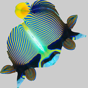 Anglefish 13 3D model_9