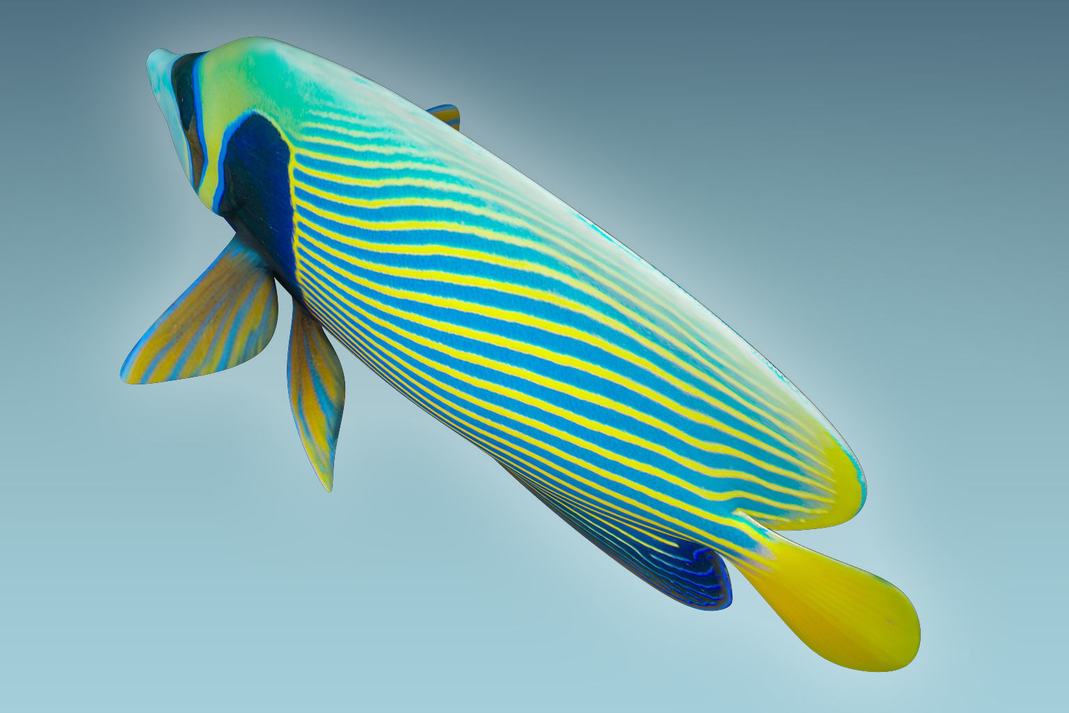 Anglefish 13 3D model_6