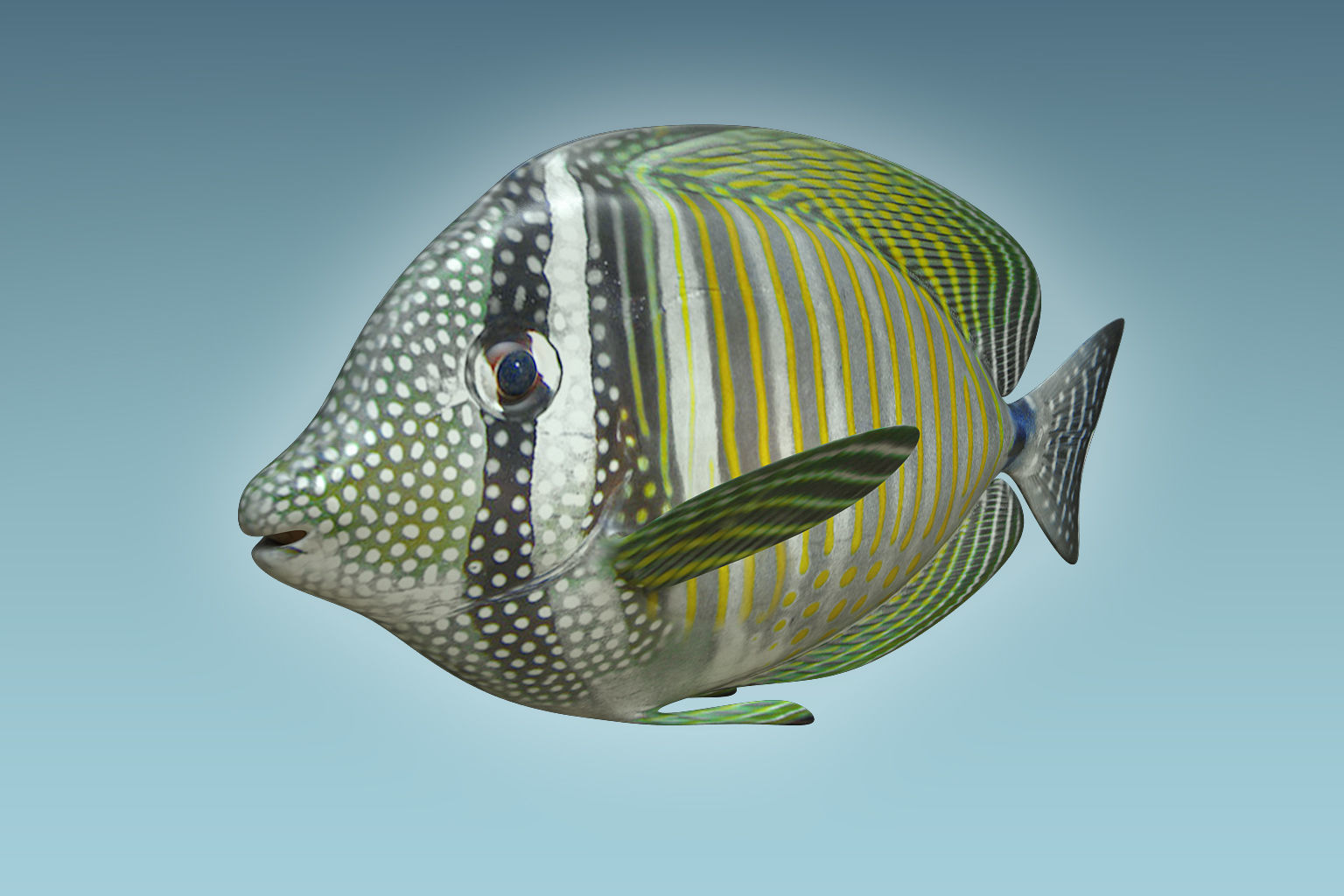 Zebrasoma Fish 3D model_4