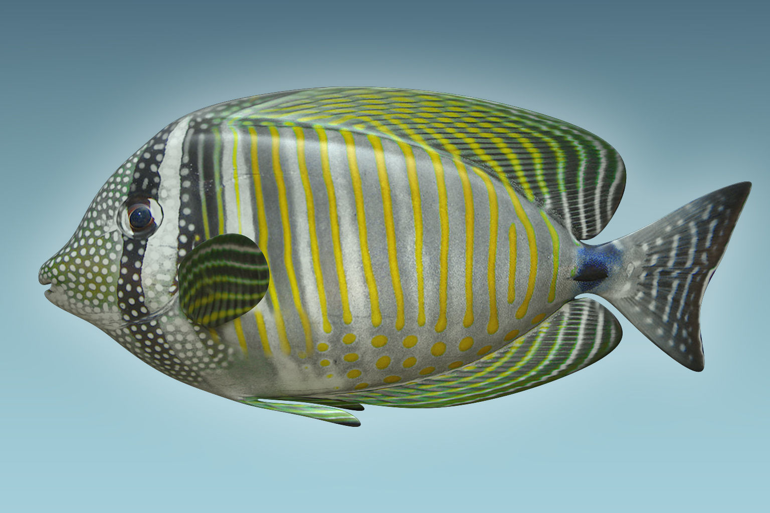 Zebrasoma Fish 3D model_1