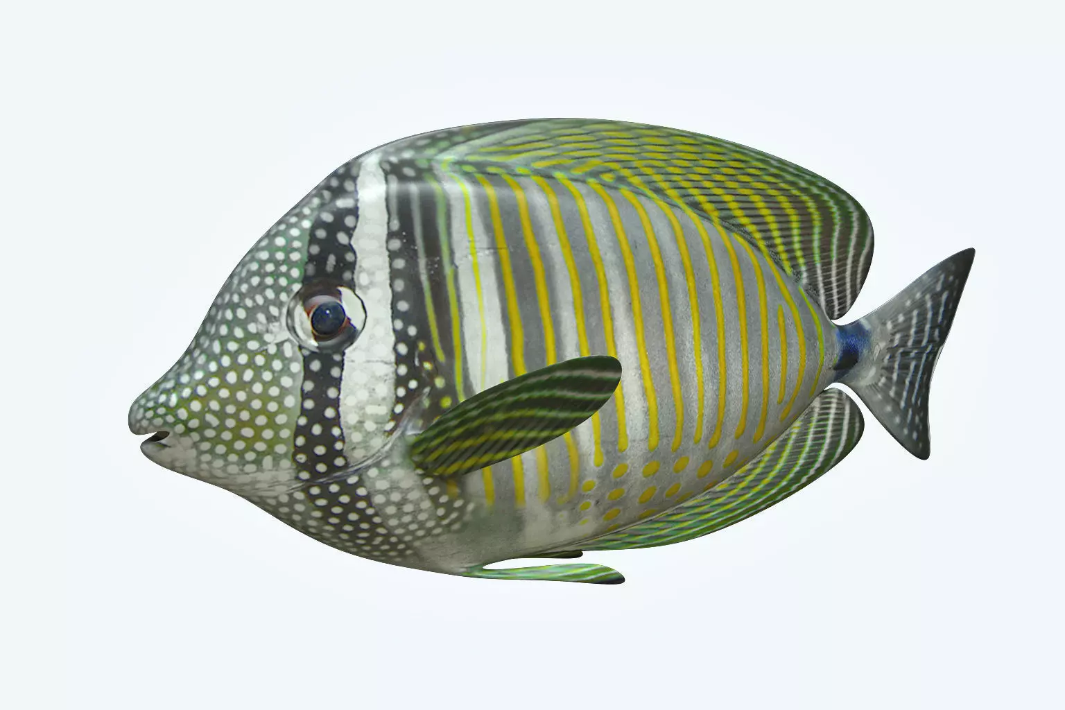Zebrasoma Fish 3D model_0