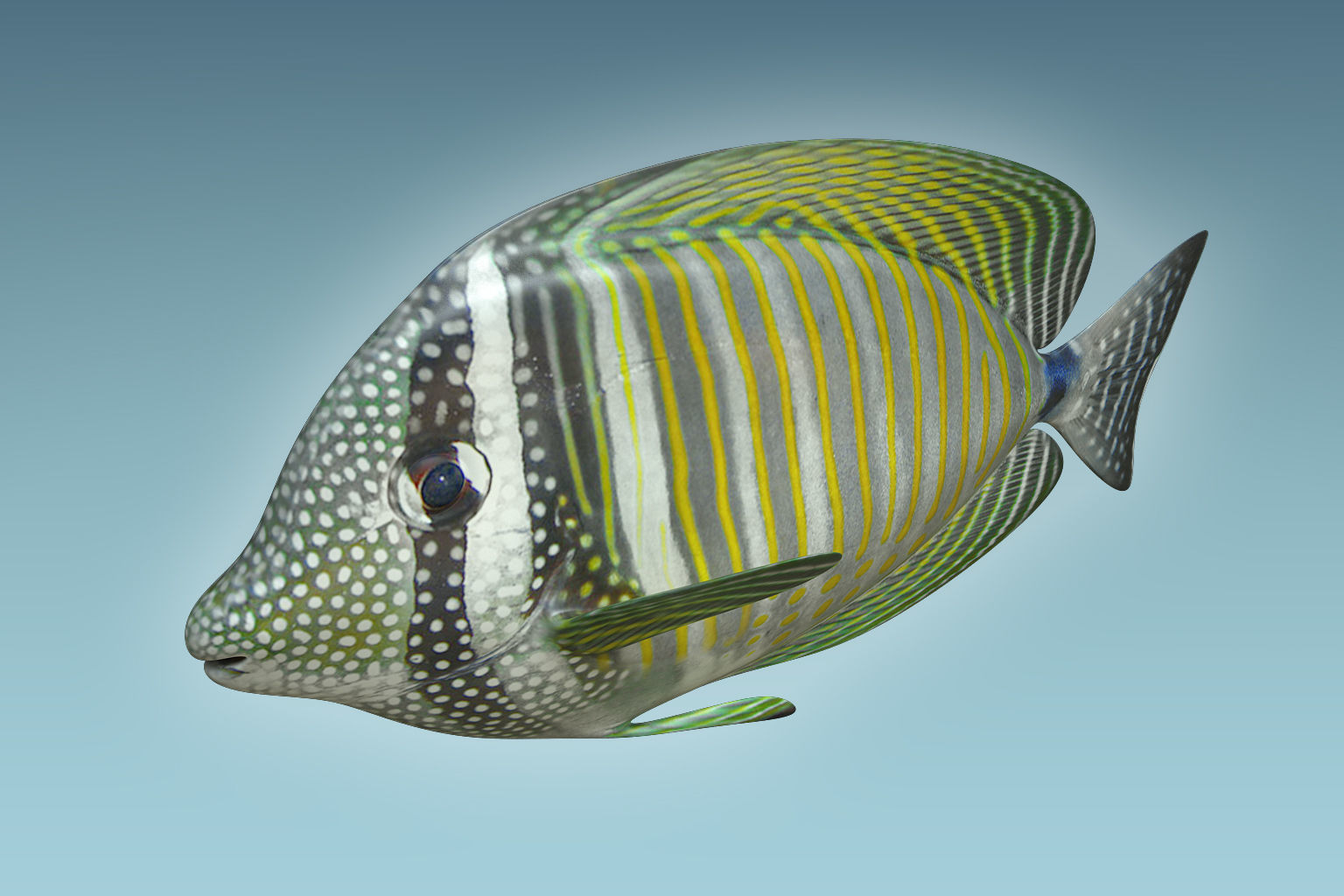 Zebrasoma Fish 3D model_2