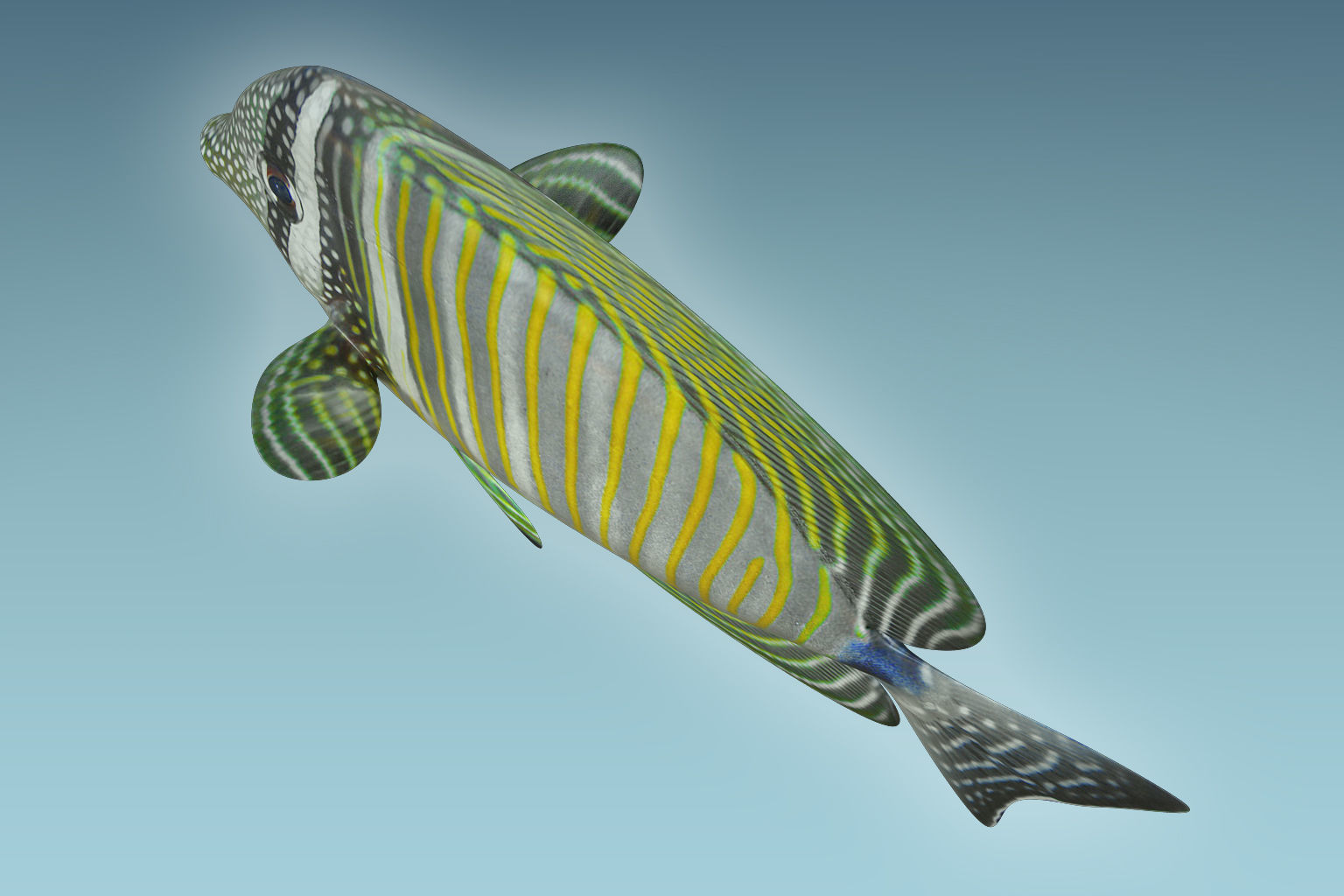 Zebrasoma Fish 3D model_5
