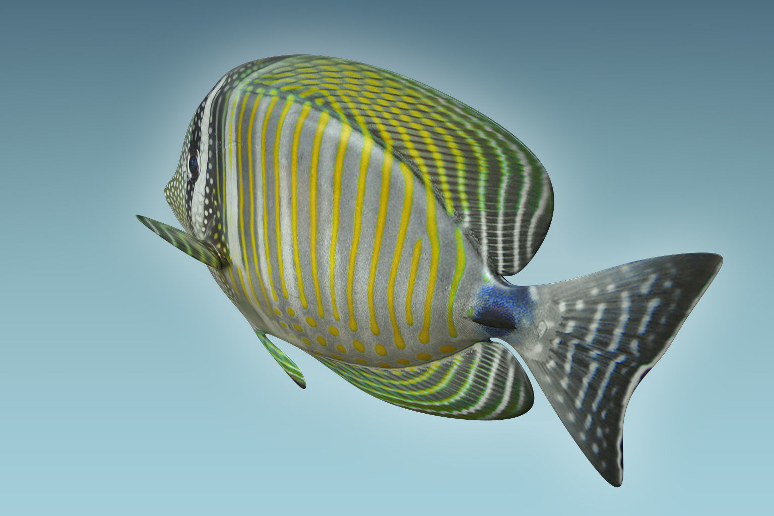 Zebrasoma Fish 3D model_3