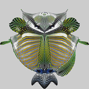 Zebrasoma Fish 3D model_9