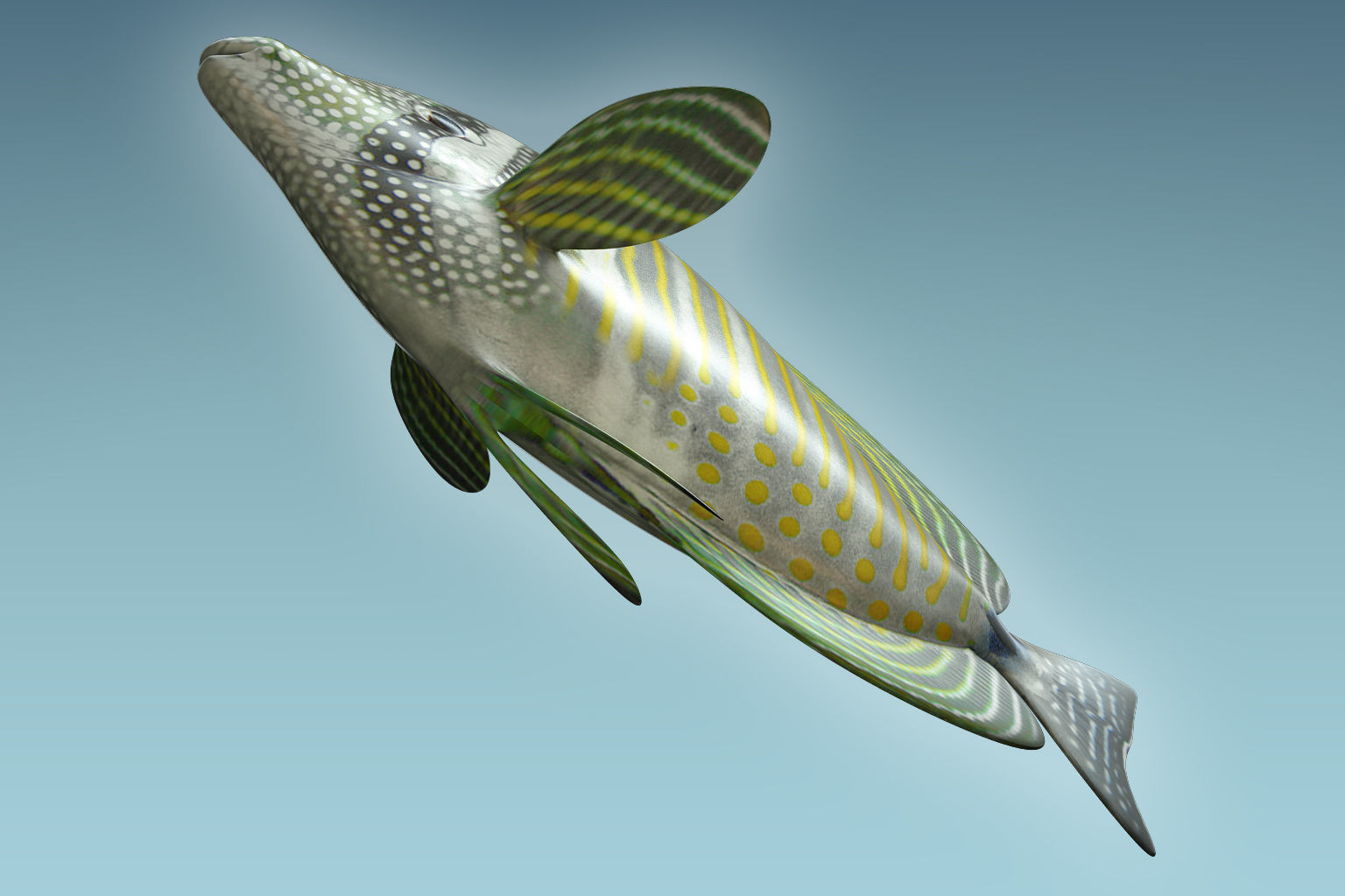 Zebrasoma Fish 3D model_6