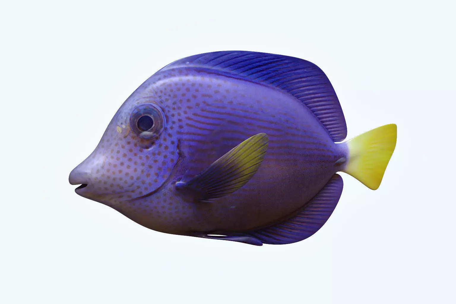 Zebrasoma Fish 2 3D model