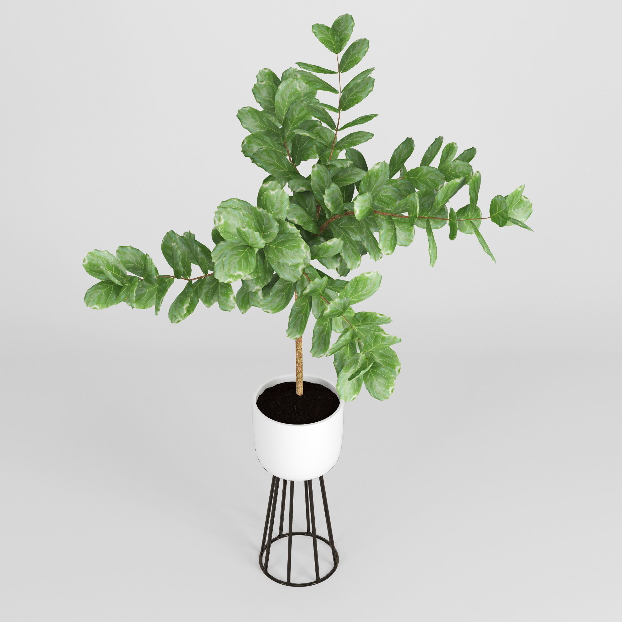 Ficus Lyrata 3D model_2