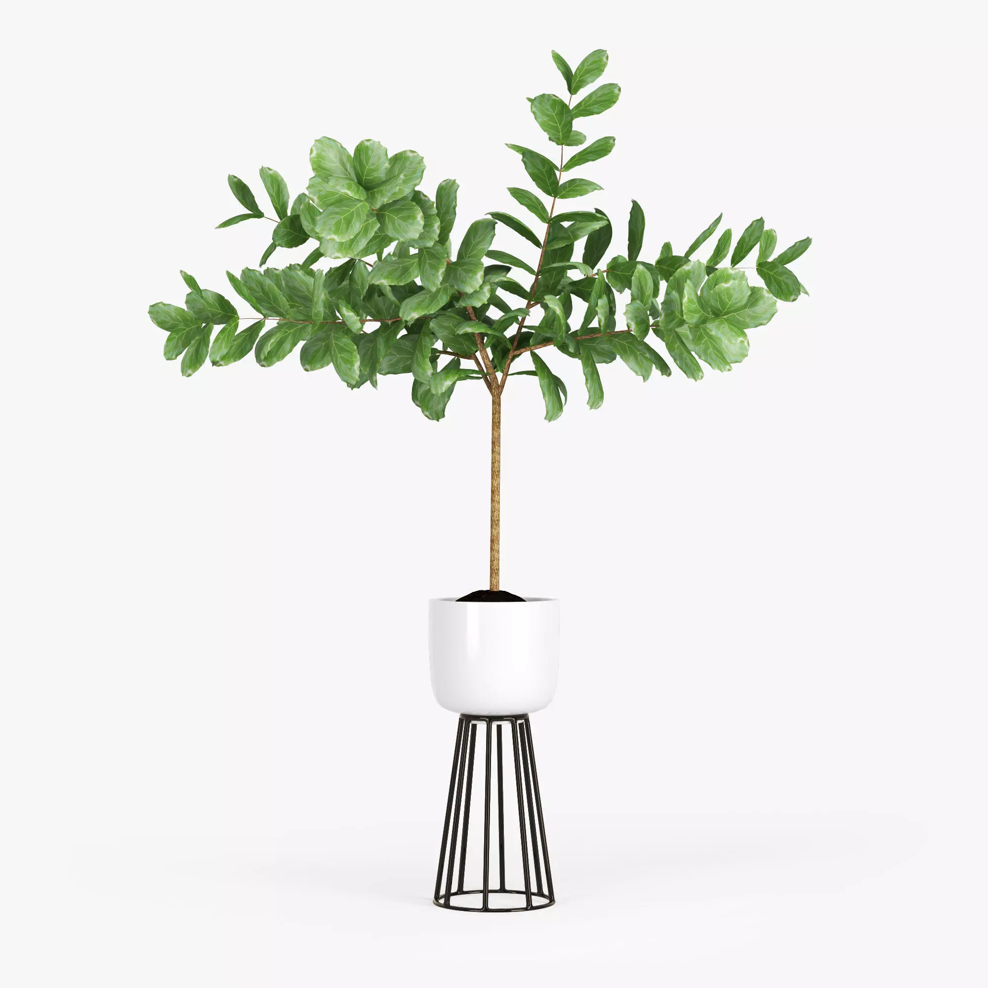 Ficus Lyrata 3D model_0