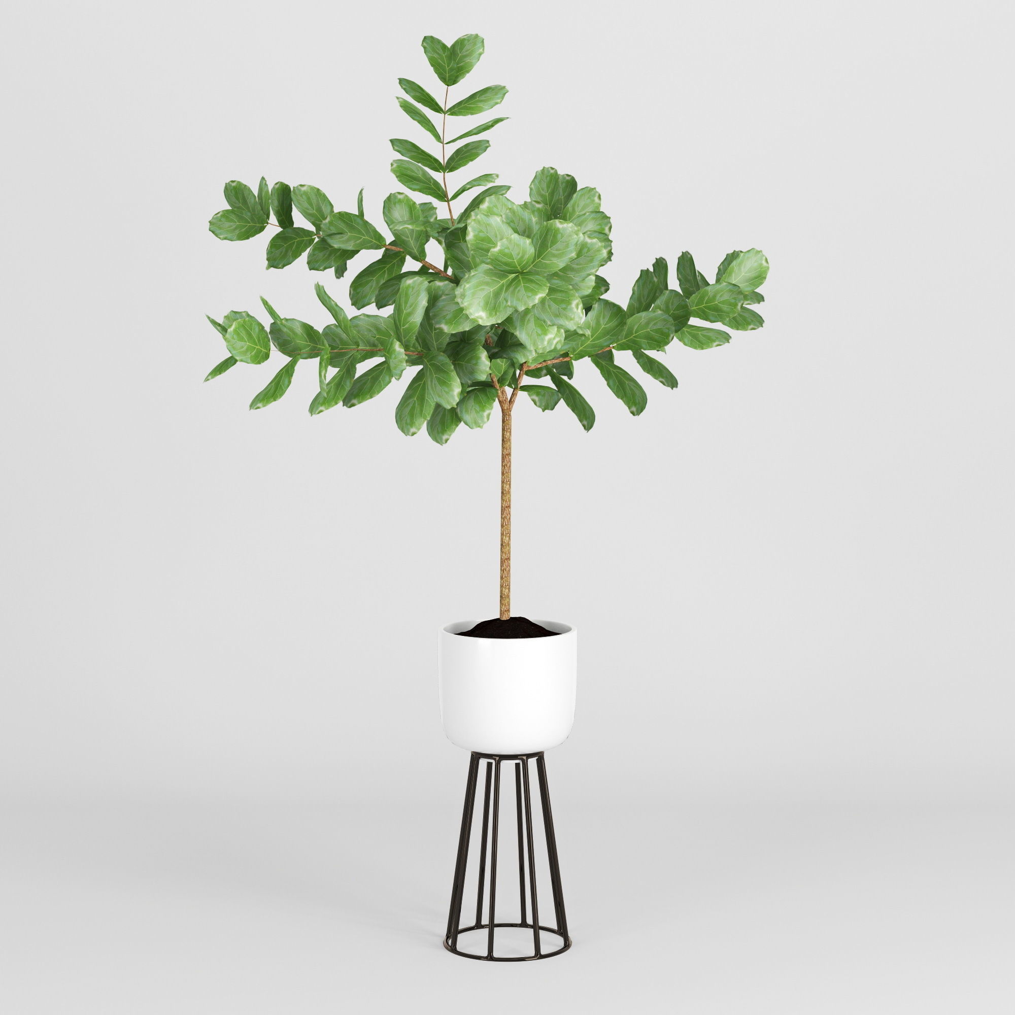 Ficus Lyrata 3D model_1