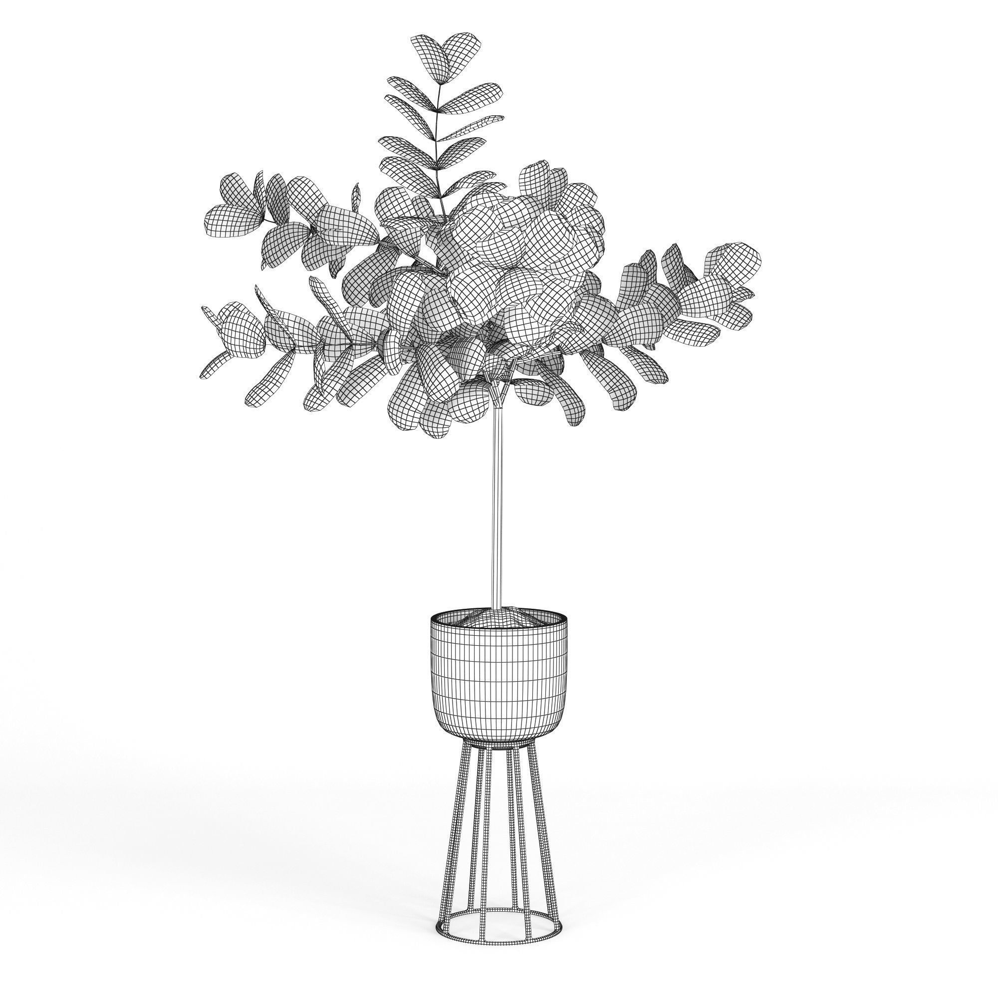 Ficus Lyrata 3D model_5