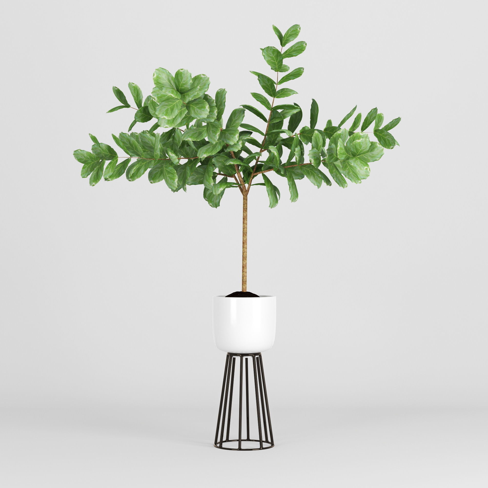 Ficus Lyrata 3D model_4