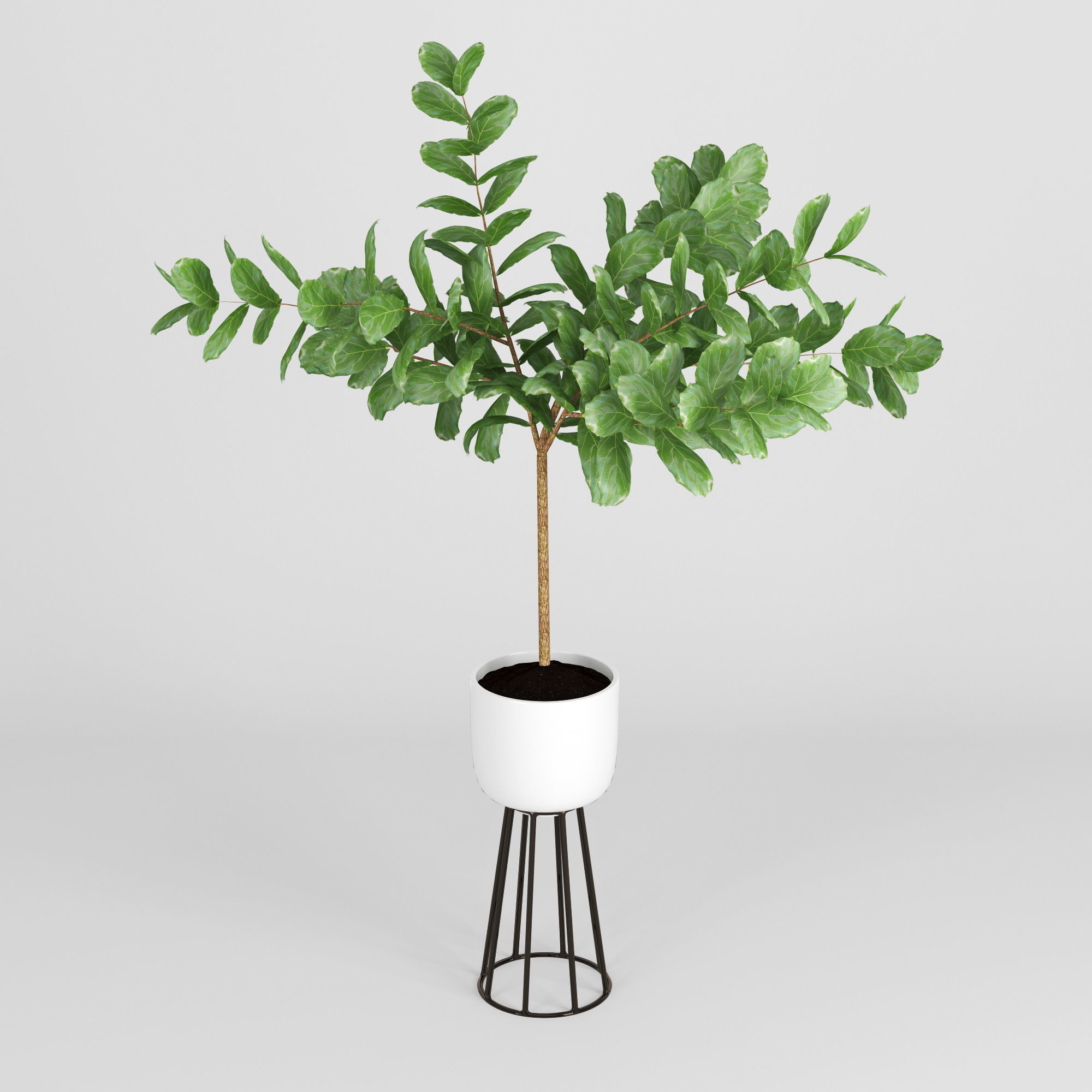 Ficus Lyrata 3D model_3
